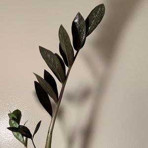Rare ZZ Raven Black Zamioculcas
